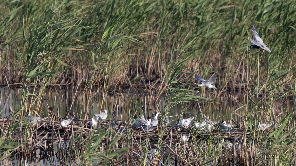 Reserva Chongming Dongtan de Shanghai se a?ade a la Lista del Patrimonio Mundial