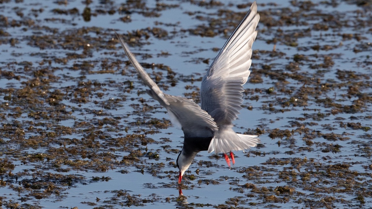 Reserva Chongming Dongtan de Shanghai se a?ade a la Lista del Patrimonio Mundial
