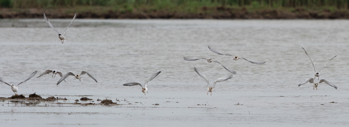 Reserva Chongming Dongtan de Shanghai se a?ade a la Lista del Patrimonio Mundial