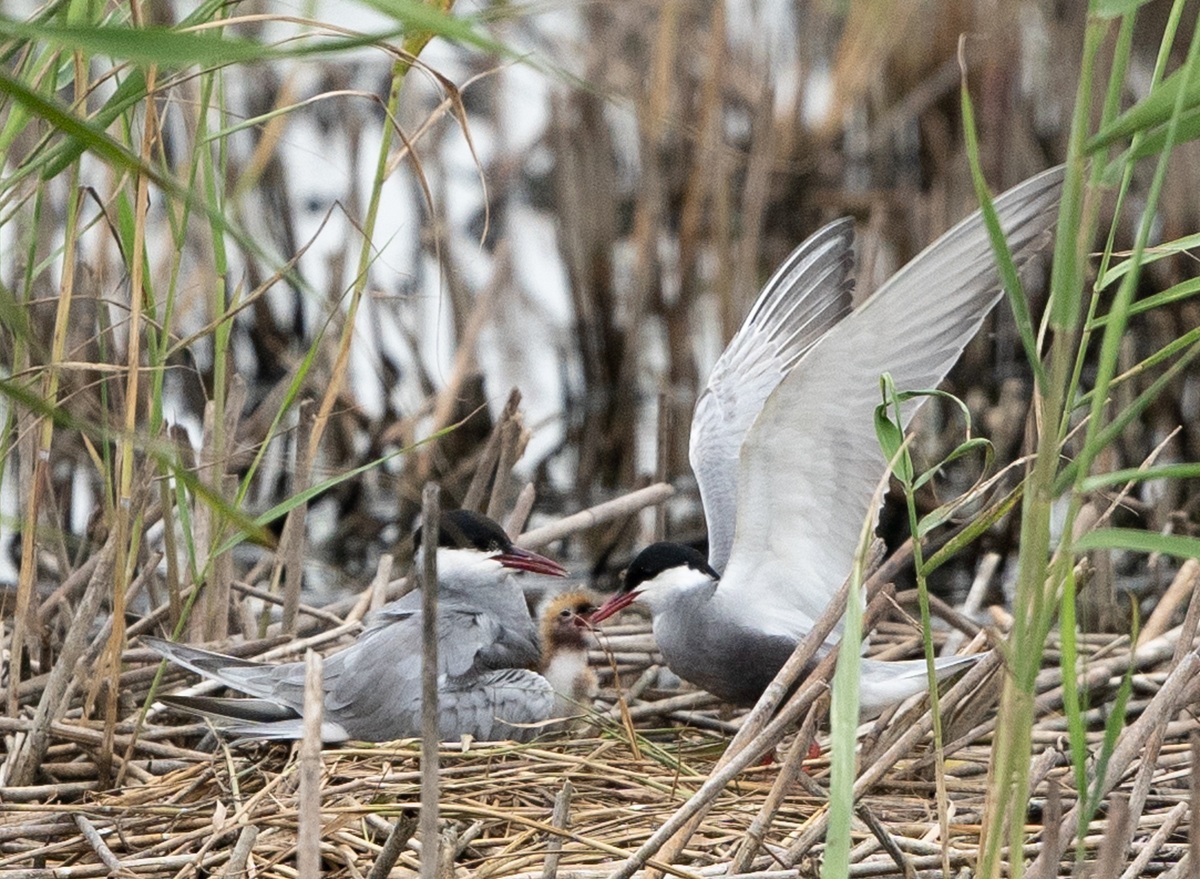 Reserva Chongming Dongtan de Shanghai se a?ade a la Lista del Patrimonio Mundial
