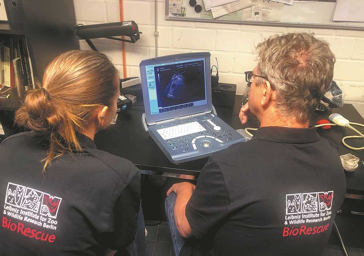 El personal realiza una ecografía a Meng Meng, una panda gigante hembra de 11 a?os en el Zoológico de Berlín, en Alemania, el 11 de agosto de 2024. El zoológico dijo el martes que se confirmó que Meng Meng está embarazada de gemelos después de que las ecografías detectaran dos latidos cardíacos. [Foto / Xinhua]