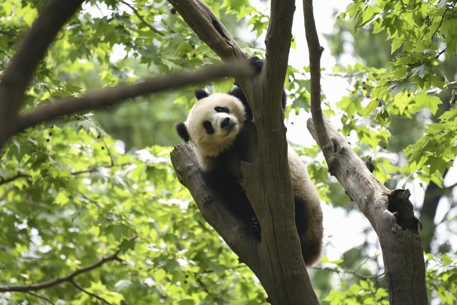 Le Le, un panda gigante, retoza en la rama de un árbol en la base de Dujiangyan del Centro de Conservación e Investigación de China para el Panda Gigante en Chengdu, capital de la provincia suroccidental de Sichuan, el 19 de abril de 2024. (Xinhua/Xu Bingjie)