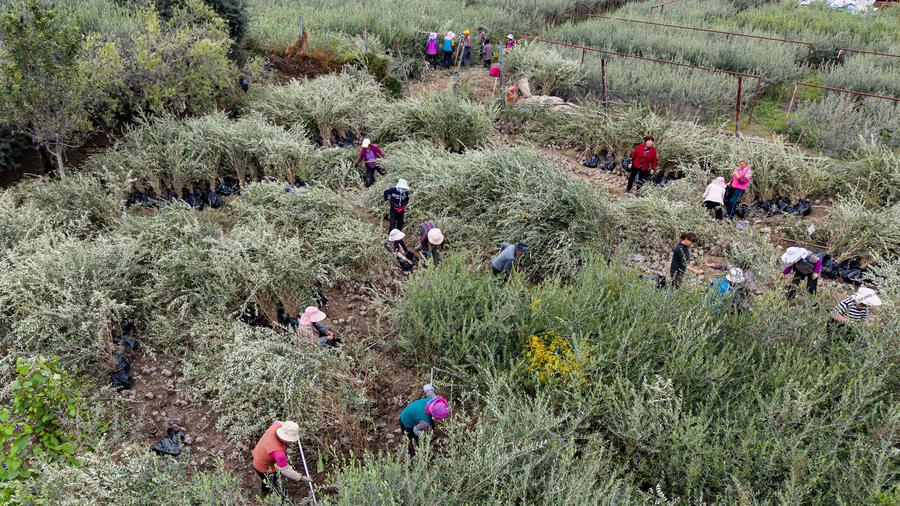 Aldeanos trabajan en una parcela de tierra con plántulas de olivo en una base de viveros de olivos en el municipio de Liangshui, distrito de Wudu, ciudad de Longnan, en la provincia noroccidental china de Gansu, el 31 de octubre de 2024. (Xinhua/Lang Bingbing)