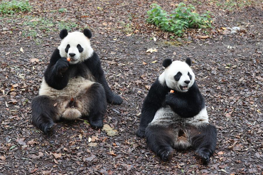 Imagen del 10 de noviembre de 2024 de los gemelos de panda gigante Bao Di (i) y Bao Mei vistos en el zoológico Pairi Daiza, en Brugelette, Bélgica. (Xinhua/Zhao Dingzhe) 