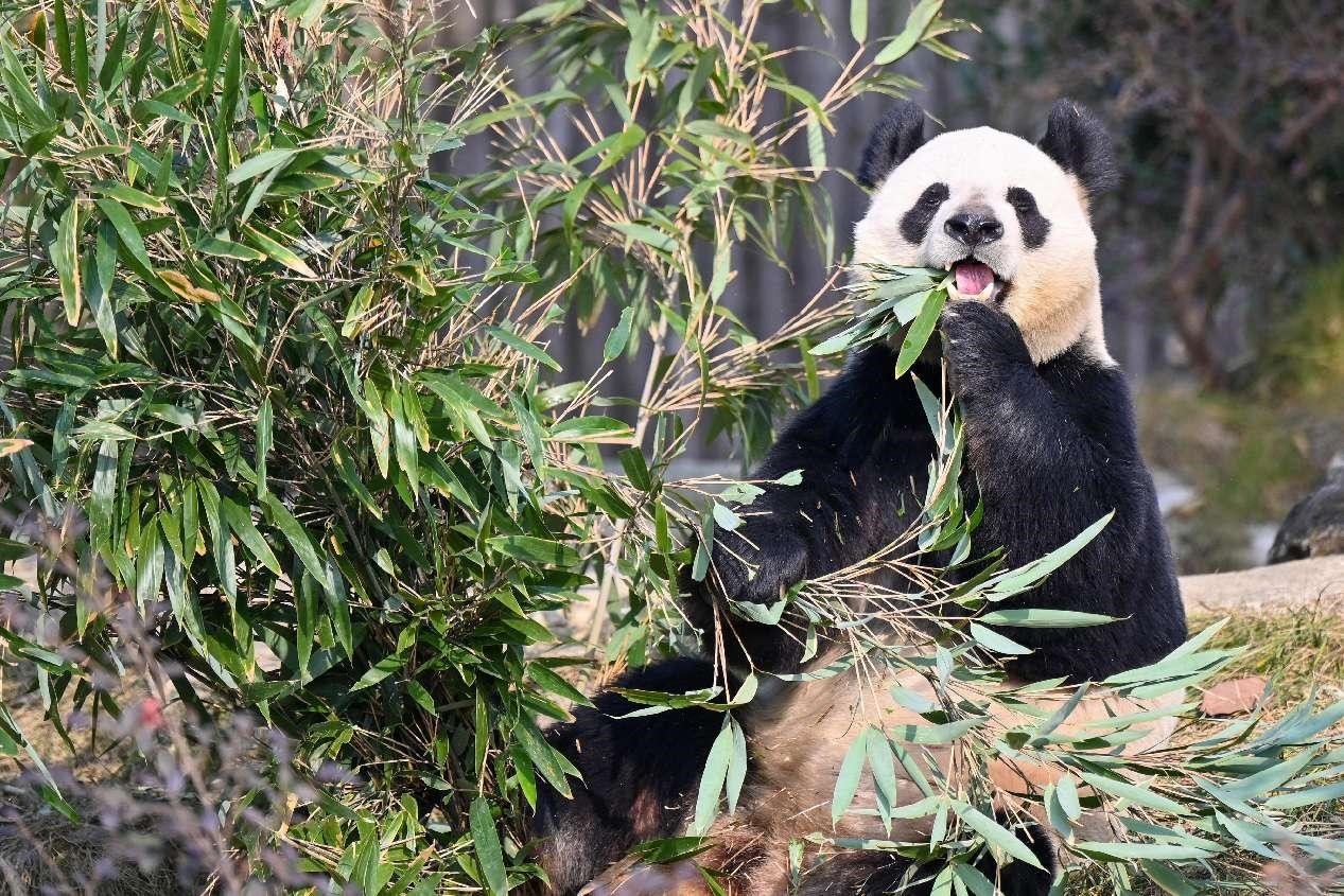 Un panda come bambú en la Base de Investigación y Cría de Pandas Gigantes de Chengdu, en la provincia de Sichuan, al sudoeste de China. (Foto de Chen Yusheng/Diario del Pueblo digital)