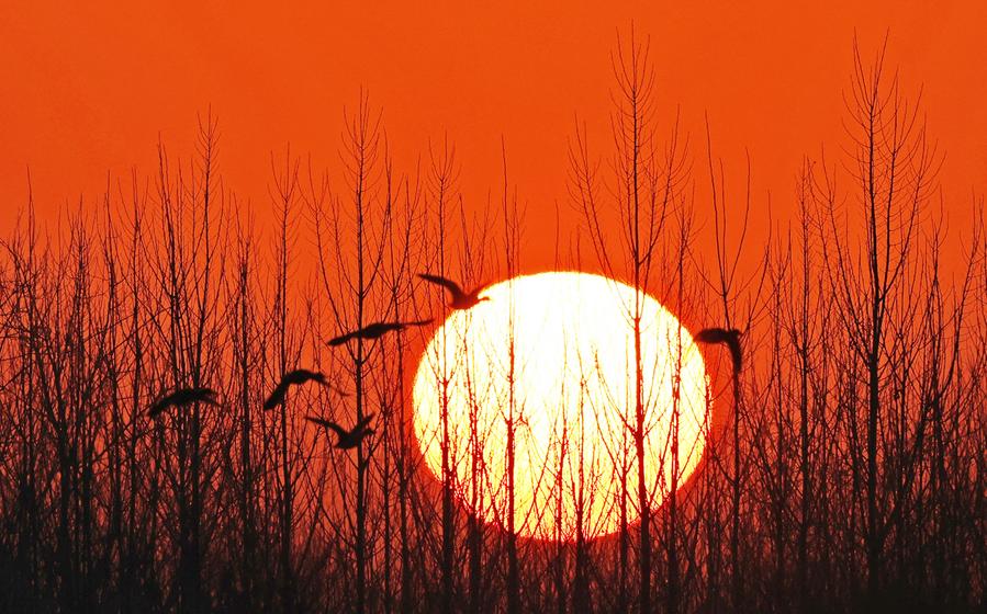 Aves vuelan al amanecer, en el distrito de Tancheng de Linyi, en la provincia de Shandong, en el este de China, el 1 de enero de 2025. (Xinhua/Zhang Chunlei) 