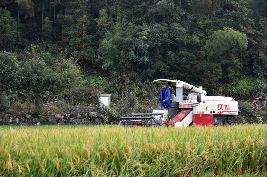 Un campesino cosecha arroz de reto?o en un campo del distrito de Shuangfeng de la ciudad de Loudi, provincia de Hunan, en el centro de China, el 28 de octubre de 2023. (Xinhua/Chen Zhenhai)