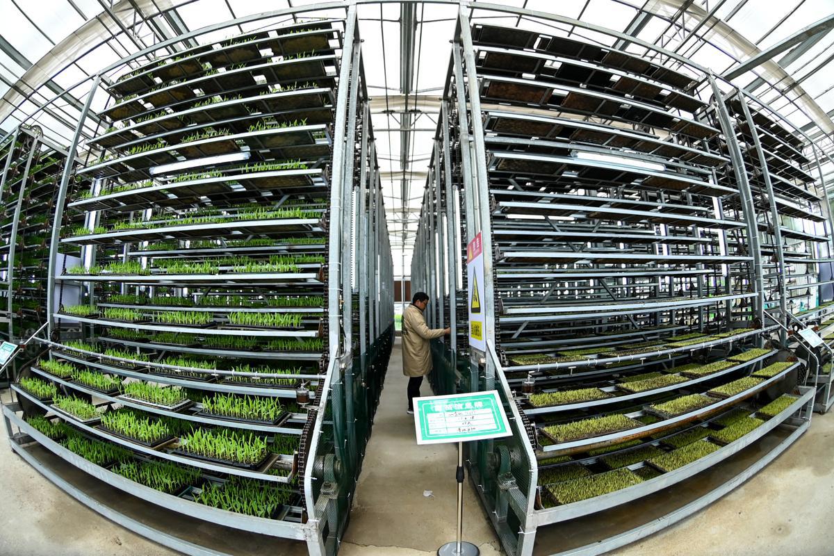 Un centro de plántulas inteligentes impulsa la producción de cultivos en Sichuan