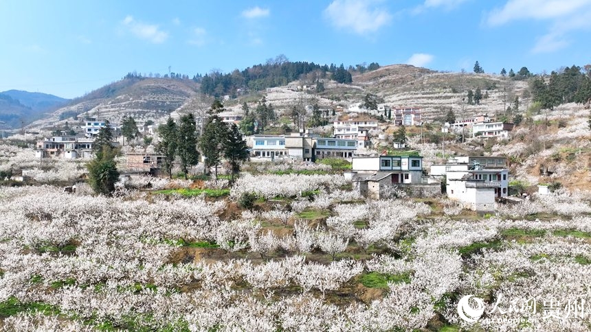 Flores de cerezo alfombran Guizhou: El paisaje blanco que revitaliza aldeas y economías en China