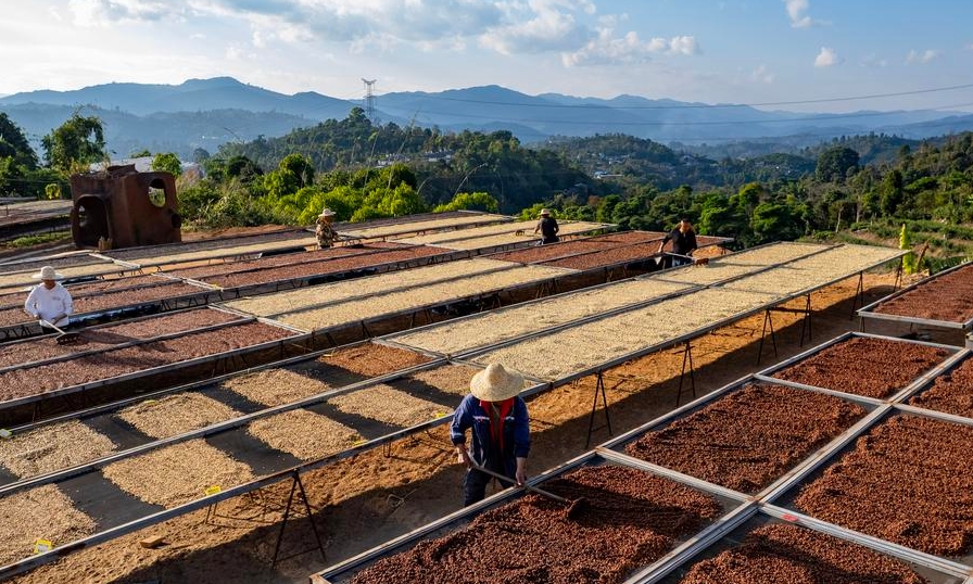 Trabajadores secan granos de café en una finca cafetalera en Pu'er, en la provincia suroccidental china de Yunnan, el 7 de enero de 2025. (Xinhua/Chen Xinbo)