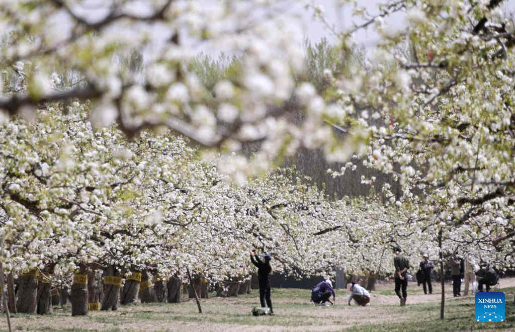  BEIJING, 5 abril, 2025 (Xinhua) -- Turistas aprecian las flores, en Beijing, capital de China, el 5 de abril de 2025. El Festival Qingming, o Día de Limpieza de Tumbas, cayó el 4 de abril este a?o. Es un festival chino tradicional durante el cual las personas rinden homenaje a los muertos y veneran a sus ancestros. El festival también ofrece un breve descanso para que los residentes chinos lo dediquen a actividades al aire libre y al turismo. (Xinhua/Li Xin)