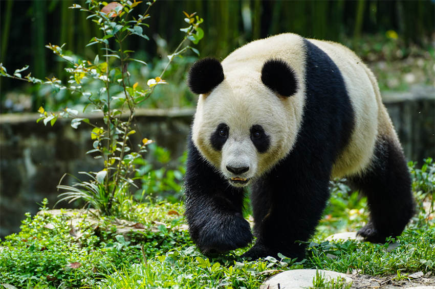 Dos pandas llegan a su nueva residencia en Austria