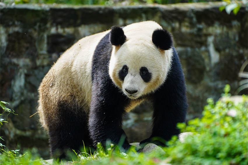 Dos pandas llegan a su nueva residencia en Austria