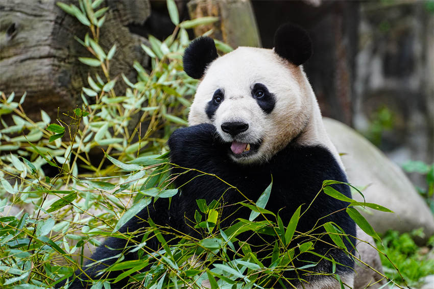 Dos pandas llegan a su nueva residencia en Austria