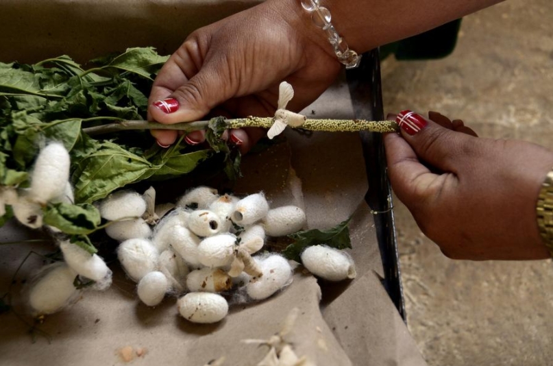 Capullos de gusanos de seda en el municipio de Jagüey Grande, provincia de Matanzas, Cuba, en esta foto de archivo. (Xinhua/Joaquín Hernández)