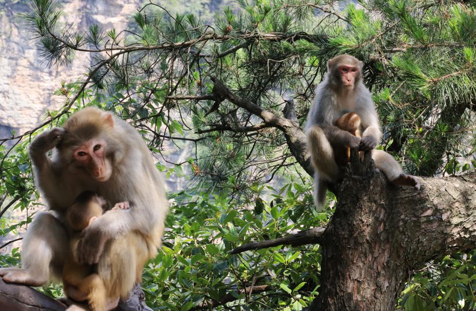 Macacos deleitan a los visitantes en Zhangjiajie