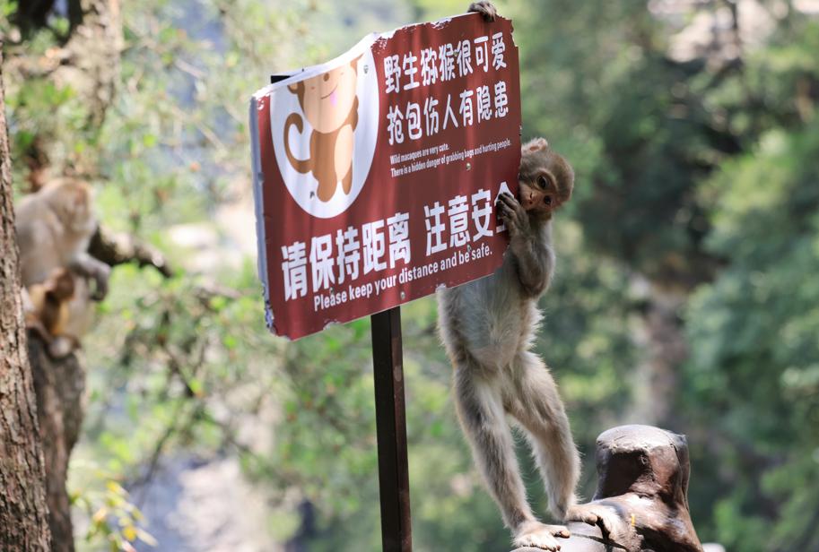 Macacos deleitan a los visitantes en Zhangjiajie