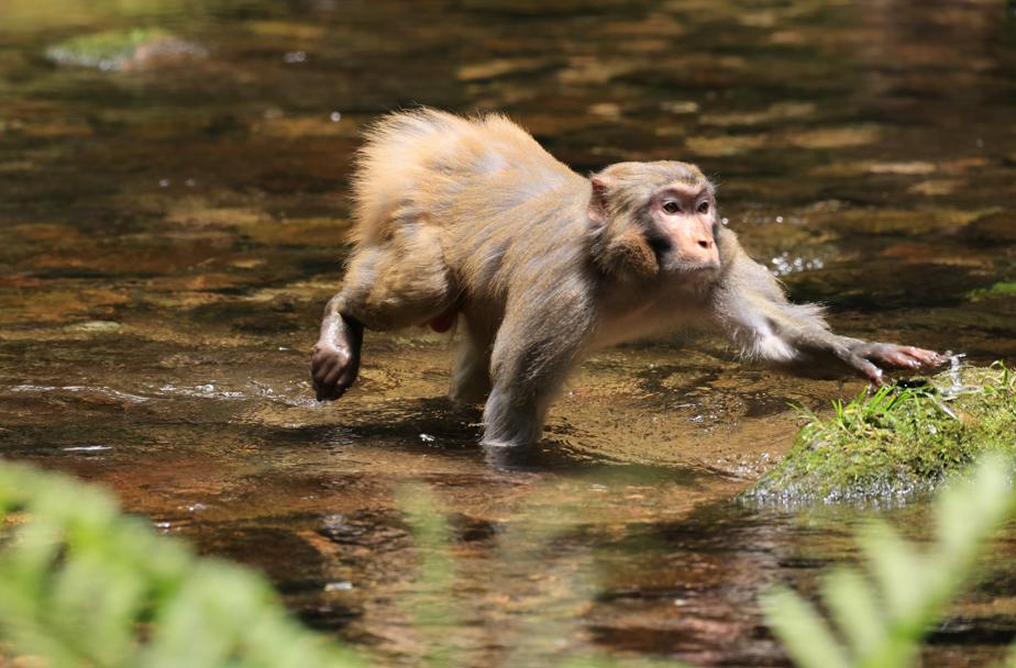 Macacos deleitan a los visitantes en Zhangjiajie