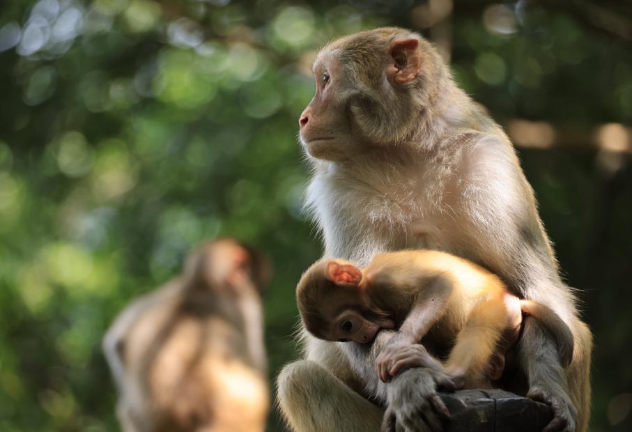 Macacos deleitan a los visitantes en Zhangjiajie
