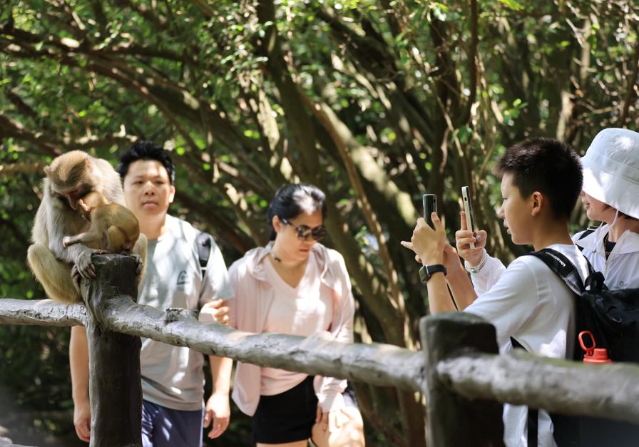 Macacos deleitan a los visitantes en Zhangjiajie