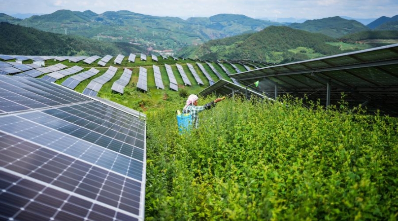 Un agricultor trabaja entre paneles fotovoltaicos en una estación de energía solar en el distrito autónomo de las etnias yi, hui y miao de Weining, provincia suroccidental china de Guizhou, el 3 de julio de 2025. (Xinhua/Tao Liang)