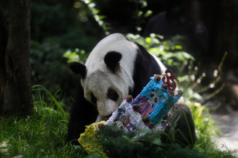 La panda gigante Xin Xin disfruta de su alimento en un pastel decorativo durante la celebración por su cumplea?os 35, en el Centro de Conservación de Vida Silvestre de Chapultepec, en la Ciudad de México, capital de México, el 29 de junio de 2025. (Xinhua/Francisco Ca?edo)
